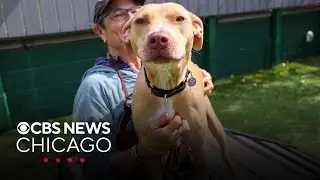 Meet Blueberry, PAWS Chicago's Pet of the Week