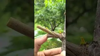 unique grafting technique-Best and successful grafting of fruit tree #satisfying #grafting