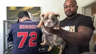 Breeder pup back deal