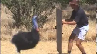 Ataque de Casuarius a su cuidador ESPECTACULAR