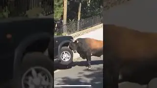 Crazy bull attacks car #crazy #bull #attack #funny #ohno #4x4