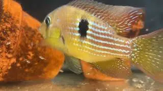 Gymnogeophagus terrapurpura