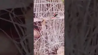 Teetar laying eggs in nest | irani teetar breeding #birdsnest #birdslover