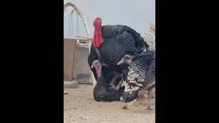 ديك رومي (فسيفس) تزاوج