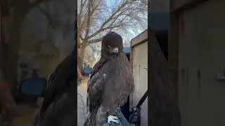 Falconry: Black redtail X ferruginous hawk hybrid. #falconry #birds #hawk #owl #wildlife