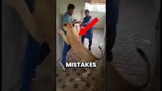 4 ошибки, которые вы НИКОГДА не должны совершать с этими животными 😱 #шорты #фактыоживотных
