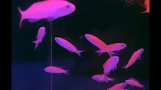 ホカケハナダイ　Rabaulichthys suzukii