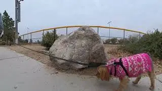DOG WALK AT GILESPIE PARK, LAS VEGAS - December 31, 2025