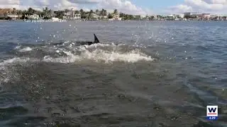 Panama City captain gets 30 days in jail for shooting, poisoning dolphins