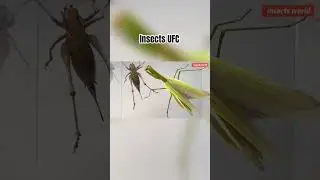 Insects UFC，mantis quickly hunting #insects