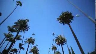 driving through palm trees