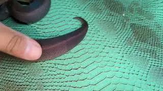 FEMALE CINNAMON SUMA HET PIED (SOLD) 1 -22-22