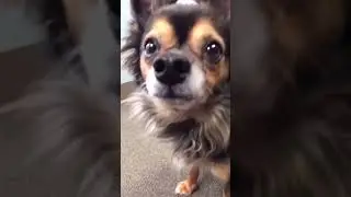 BEST 100% ALL-NATURAL DOG TREAT