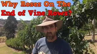 Why Are Roses Planted On The End Of Vine Rows? Is it important for wine or just a nice look?
