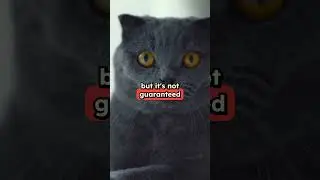 Will Desexing Male Cat Stop Spraying
