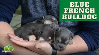 Blue French Bulldog: Everything You Need to Know