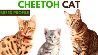 Cheetoh Cat Breed Profile History - Traits - Price - Cheetoh Grooming Needs - Lifespan