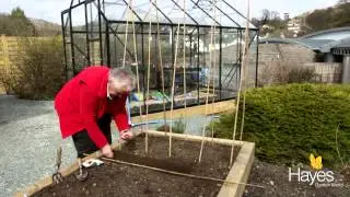 How to sow broad beans | Hayes Garden World