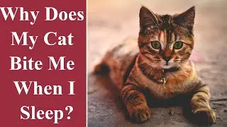 Why Does My Cat Bite Me When I Sleep