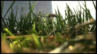 Pleated Inkcap Fades Away - iPad Air 2 Timelapse Test
