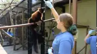 2013 Summer Internships at the Duke Lemur Center