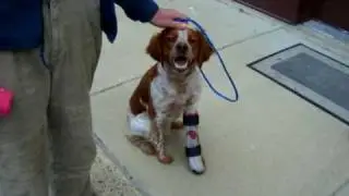 dog brace wow!!! | AOC Pet | Animal Ortho Care