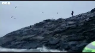 Stranded dog gets rescued off the coast of Chile