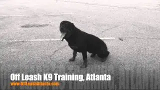 Knowing the difference between commands and junk! | Rottweiler | Atlanta Dog Trainers