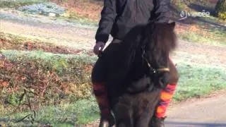 Cavalcades : Le poney Shetland