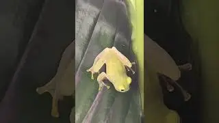 Lights just turned on and this little guy was trying to find a good spot on the leaf! glass frog