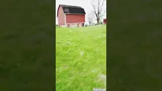Pony Vs. DONKEY