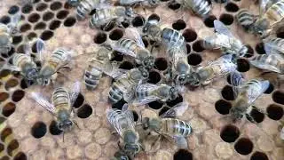 VSB-Projekt 2019 (Teil 2) - VSH-Verhalten im Bienenvolk gefilmt bei B175(LS).17