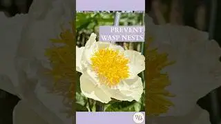 How Fake Hornet Nests Stop Wasps & Yellowjackets | Easy Wasp Prevention Hack #garden #gardening