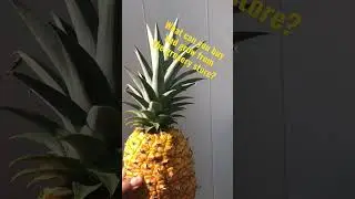 Grow pineapples at home from store bought #shorts #gardening #growyourownfood #food #nature