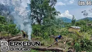 Membuka Lahan Perkebunan di Hutan Bukit Sumatera