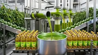 Inside a Modern Avocado Oil Factory Turning Fruit Into Pure Oil