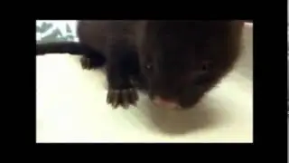 Baby Mink-Nature's Nursery