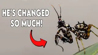 Comparison of 4 Mantis Nymphs Now They're Growing Up! [FEEDING]