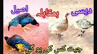 Aseel Chicken vs Desi Chicken | Strength, Beauty & Breed Comparison|#aseel #rooster #hen #trending
