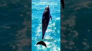 Spinner Dolphin &ndash; The Acrobat of the Oceans | DreamAtlasAI #SpinnerDolphin #OceanLife
