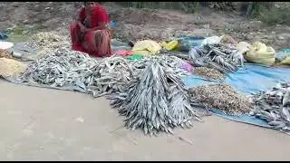 chandolu dry fish market!!