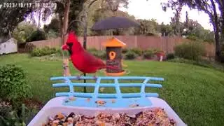 BirdiePlus Smart Bird Feeder with AI-powered Camera and Bird Recognition