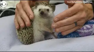 Hedgehog gets annual wellness exam at zoo in Washington