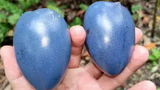 Cassowary Plum (Cerbera floribunda) - do not eat the tasty poisonous fruit