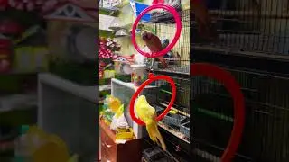 Ring birds #bird #lovebirds #lovebird #parakeet #lovesign #pet #cockatiel #lovesymbol #pigeon