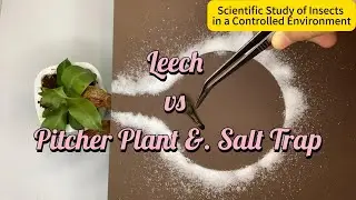 Leech vs. Salt-Pitcher Plant Trap &ndash; A Sticky Science Showdown!
