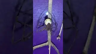 Deinopis finishing an eggsac