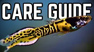 How To Easily Breed and Care For Endler Guppies (Endler's Livebearers Care Guide)