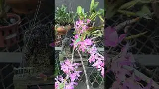 Dendrobium Stardust                 #plantassk #orchid #flores