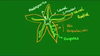 Sistema ambulacral dos Equinodermos - Zoologia - Biologia